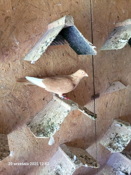 Gołębie budapeszty, deresze, ciaposze