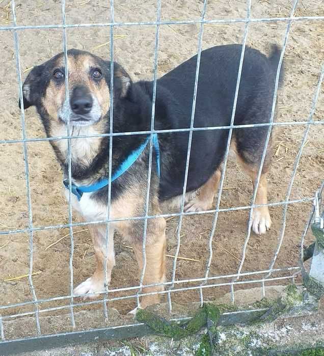 Waleria, kocha człowieka nad życie. Daj jej szansę na dom