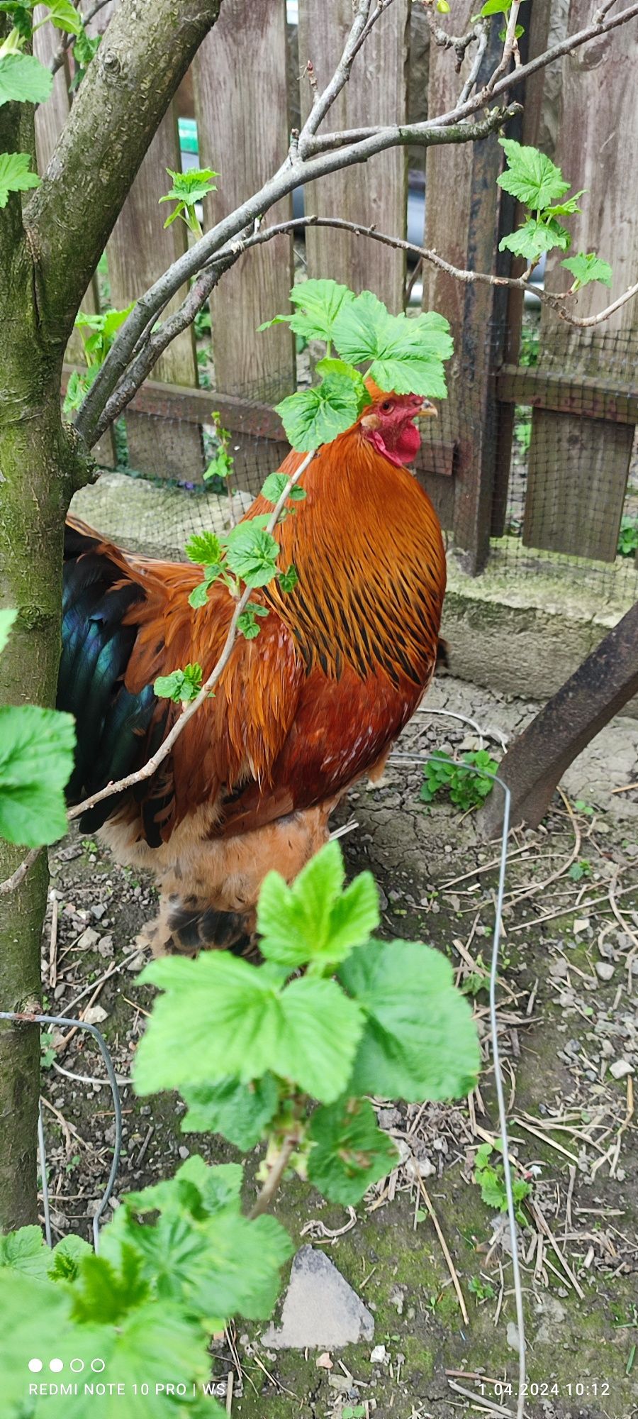 Jaja lęgowe kur Brahma Columbia złota