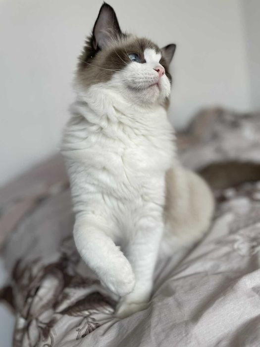 Kotka do hodowli FPL/FIFE