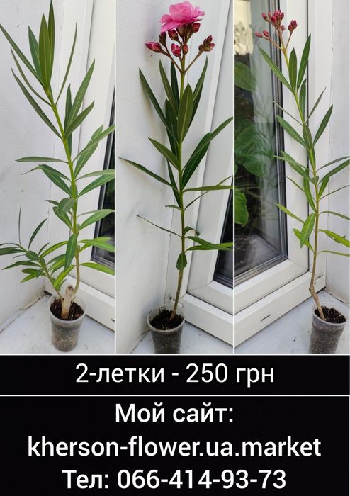 Олеандр Splendens Giganteum, цветок размером с ладонь