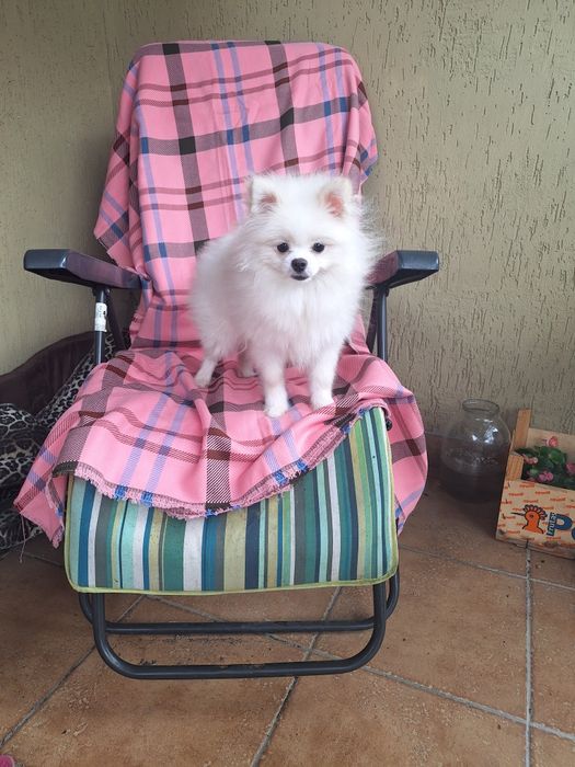 Померанский шпіц міні з документами КСУ