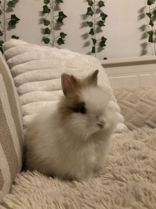 Królik miniaturka karzełek Teddy