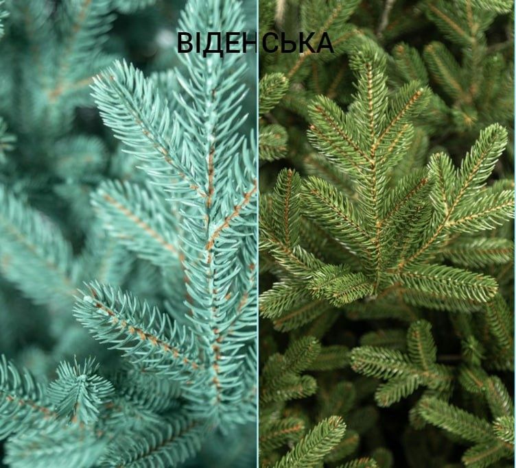 ЯЛИНКА Віденська Преміум 1.5м-3.0м ( искусственная елка )