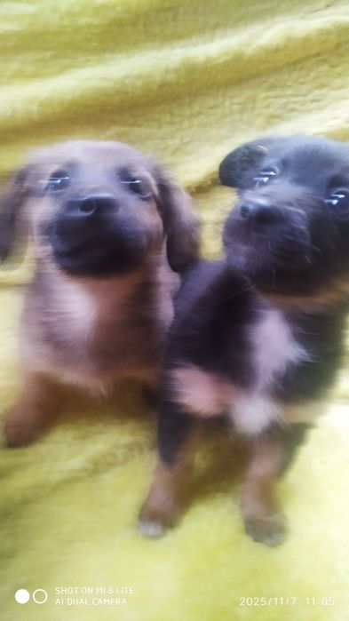 Цуценята шукають родину