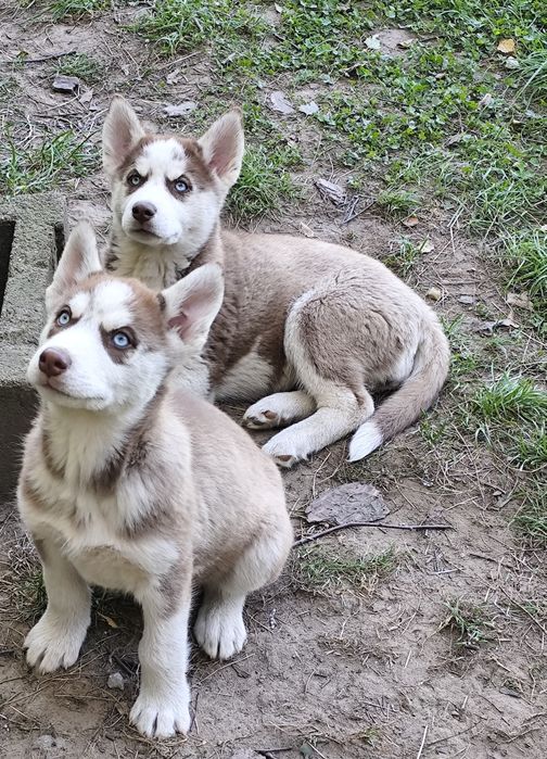 Siberian Husky chłopcy, suczki