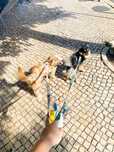 Dog walking, dog baths at home / passeios com cães e banhos