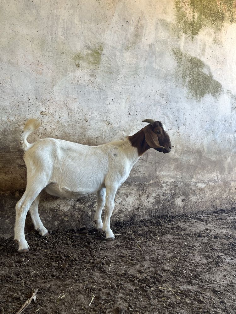 Bode Puro Boer 10 meses