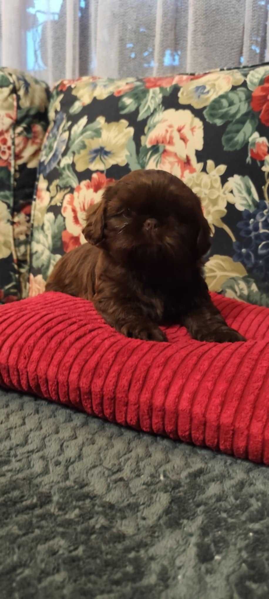 Szczeniaczek Shih-Tzu