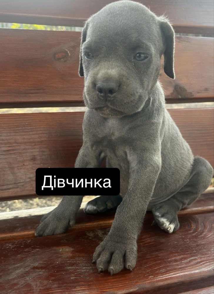 Продам чистокровних  цуценят