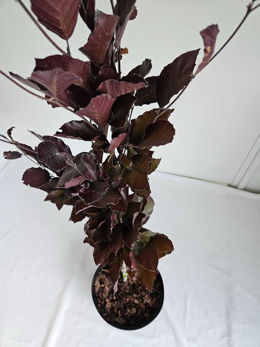 Buk czerwony Fastigiata 110 cm donica 3L