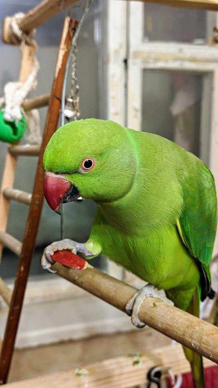 Ожерелові папуги в наявності: Яскраві фарби та унікальні відтінки!