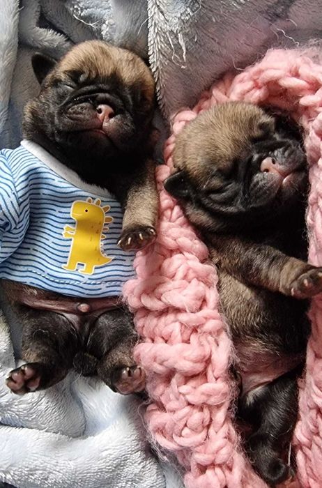 Cudowny mops Najlepszy ZKWP FCI