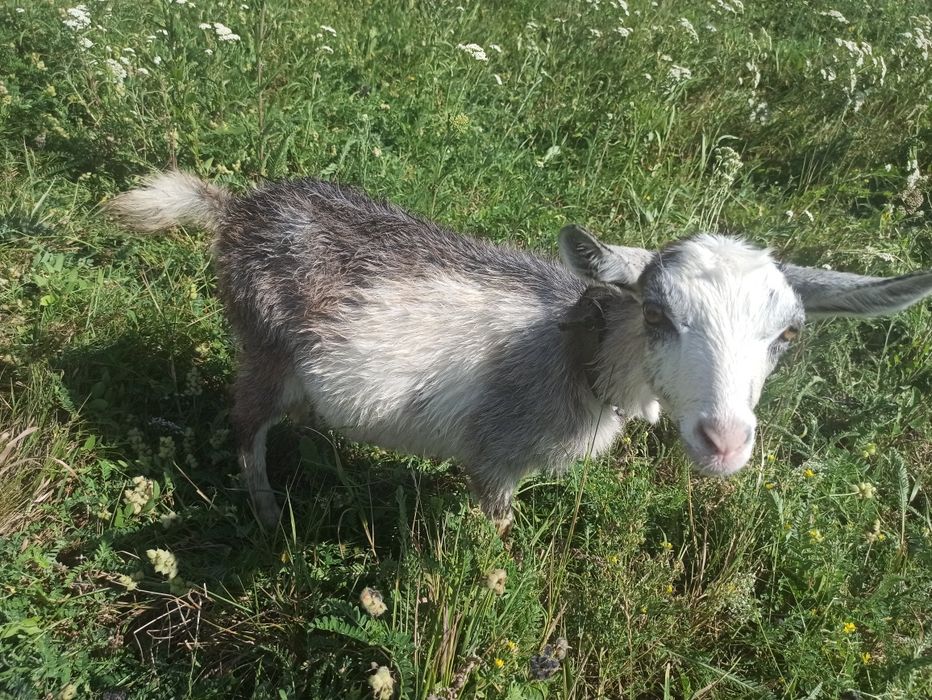 Продам дуже гарну козочку безрожка