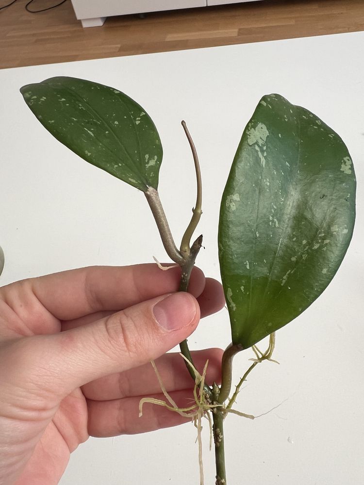 Hoja hoya North of Thailand