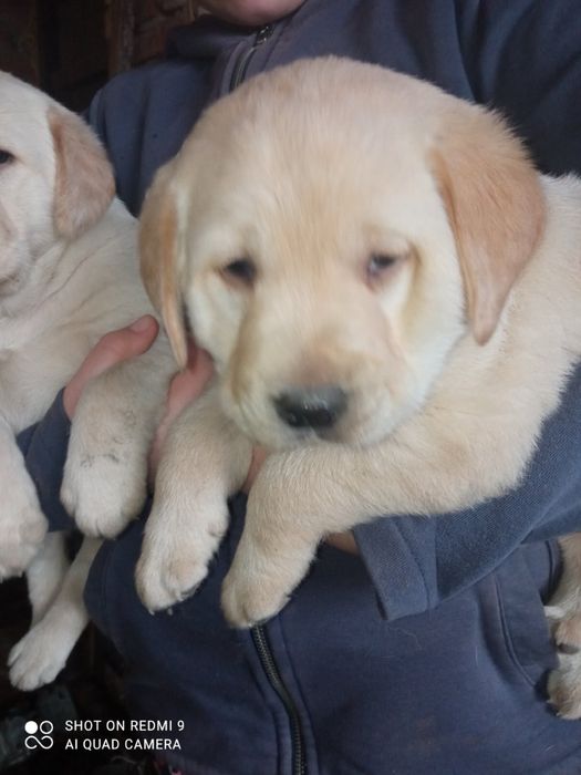 Шикарні Лабрадорчики