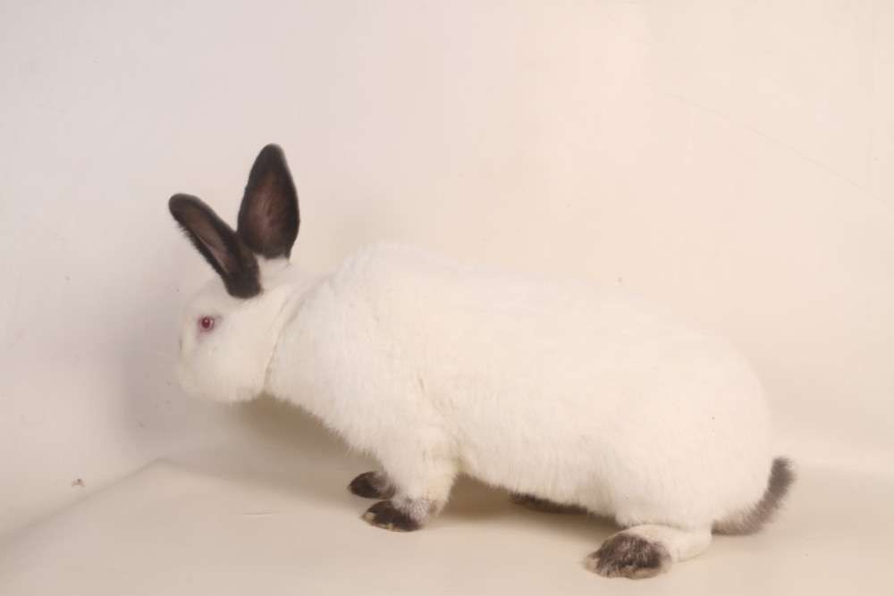 Króliki kalifornijski wystawa Brzeg Dolny