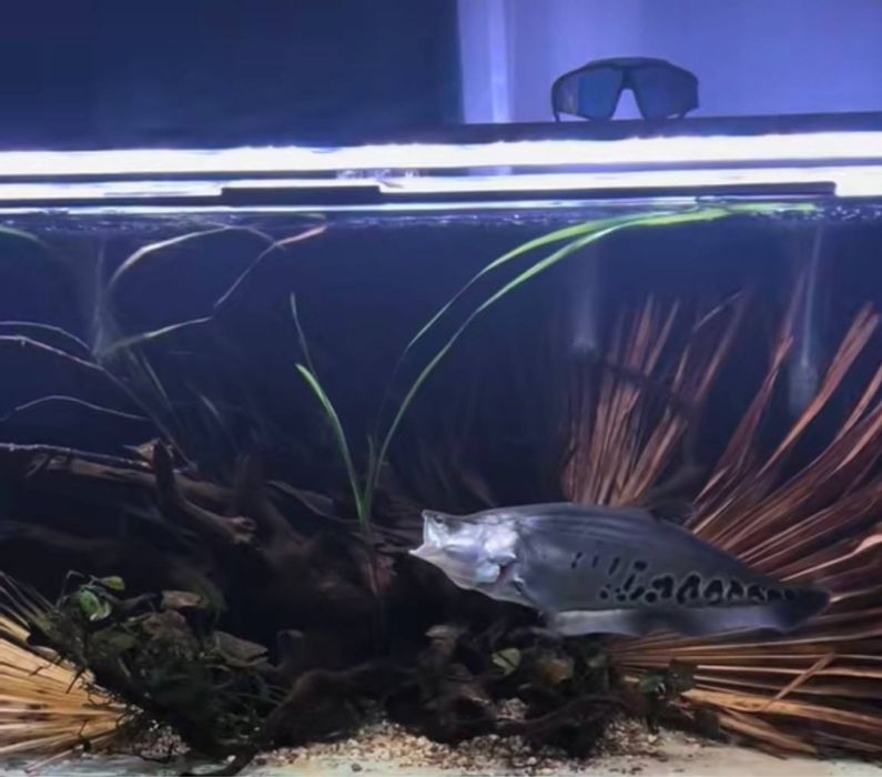 Nożowiec Chitala  45 cm