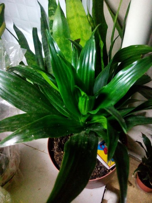 Продам Драцена compacta