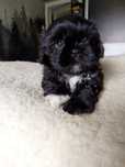 OKAZJA! Śliczny piesek Shih Tzu szuka domu (RODOWÓD/SZCZEPIENIA)