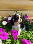 Suczka Cavalier King Charles Spaniel Tri-color
