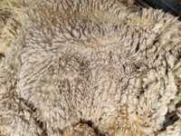 Lã de ovelha (Bordaleira, e outras..)