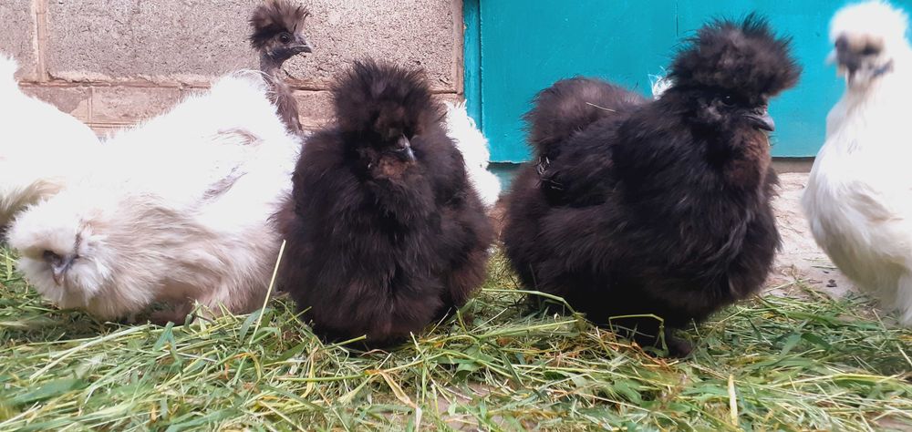 яйцо инкубационное Silkie китайская шёлковая пуховая кур,петух,цыплята