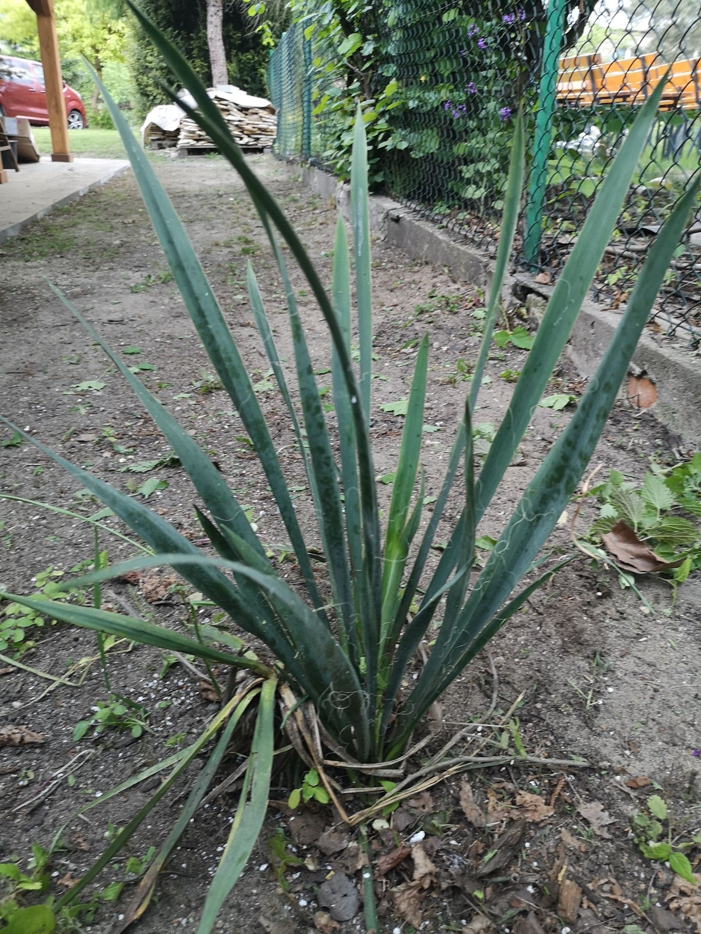 Juka ogrodowa duza sadzonka sprzedam konwalie łubin bergenia