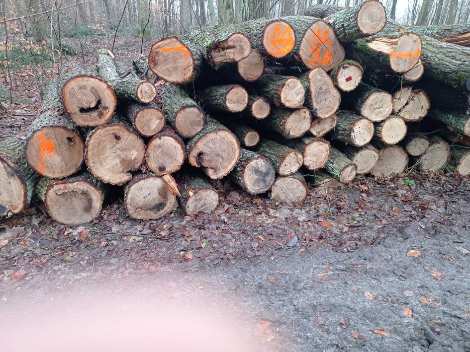 Drewno kominkowe i opałowe w wałkach 250 cm