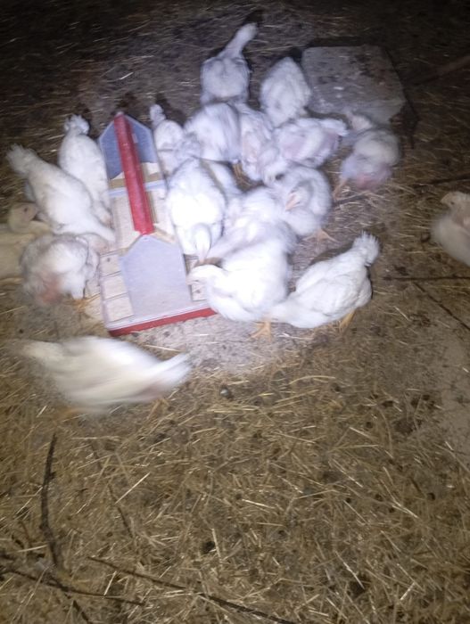 Vendo frangos e patos de engorda