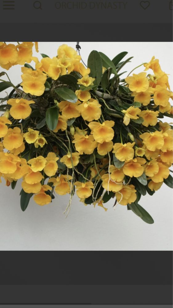 Dendrobium Jenkinsii*sib