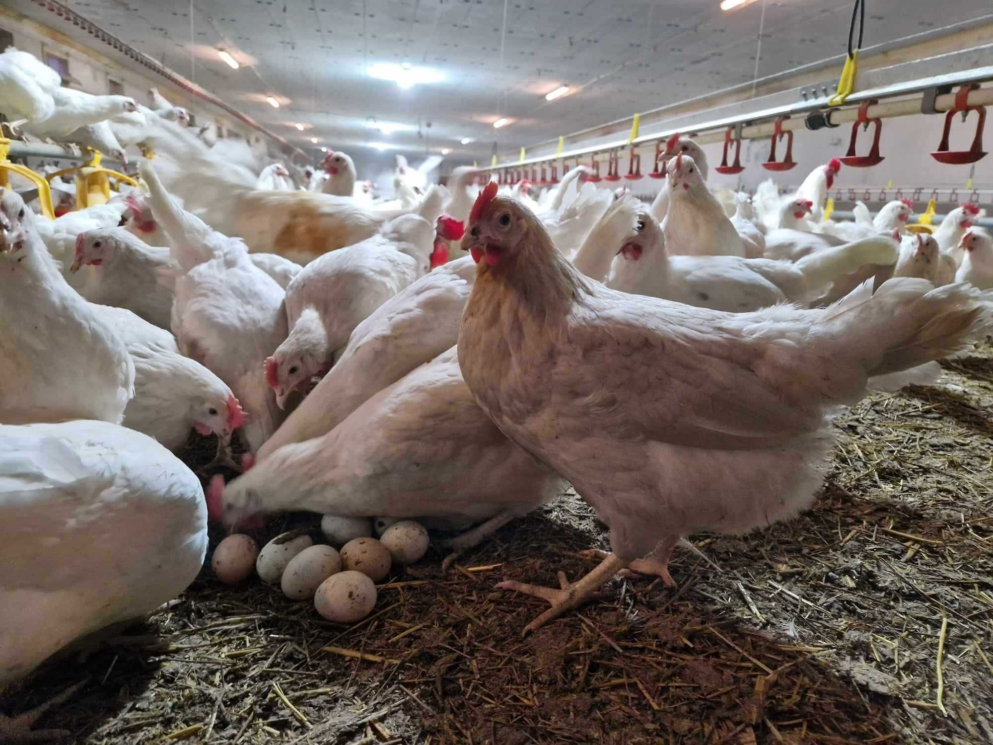 Kury kokoski nioski Tetra biała jak leghorn odchowana
