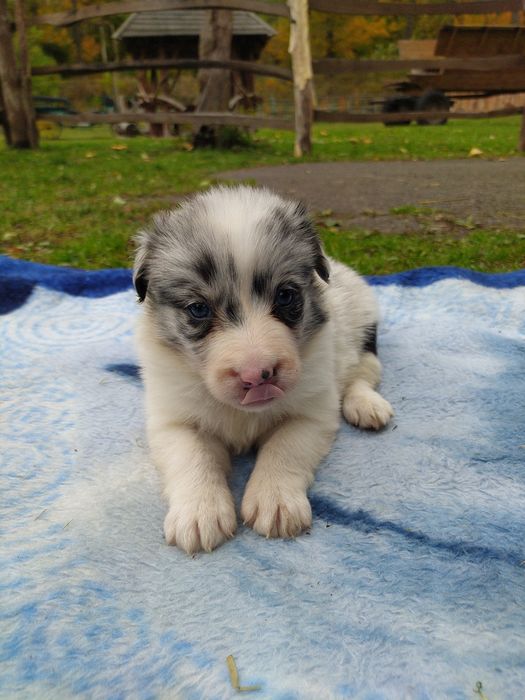 suczka border collie