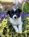 Suczka o imieniu KAMA Border Collie