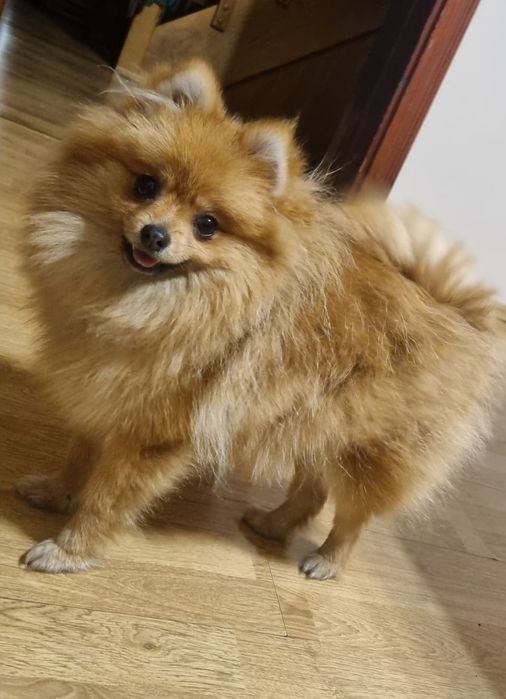 Szpic miniaturowy Pomeranian Suczka,miniaturka orange