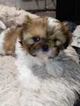 Shihtzu po szczepieniu gotowy  do odbioru .