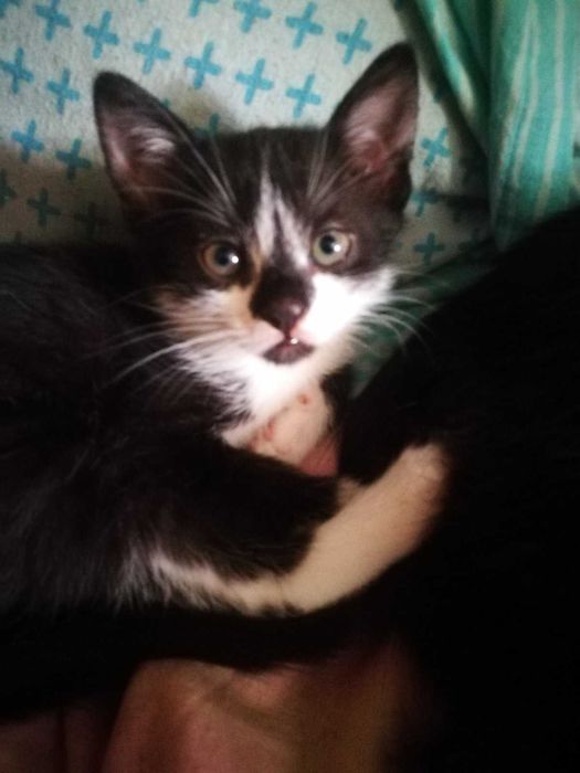 Кошеня у подарунок! Котики та кошечки 2 мес. едят все, лоток на 5!
