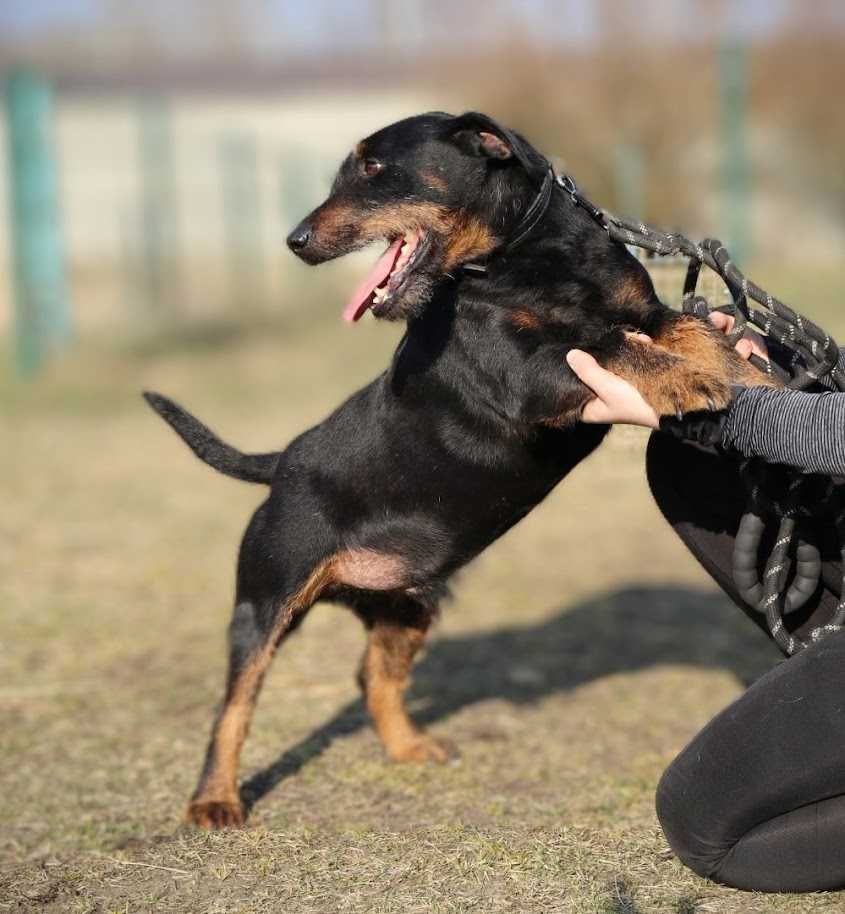 młody, przyjazny, nieduży pies czeka na dom
