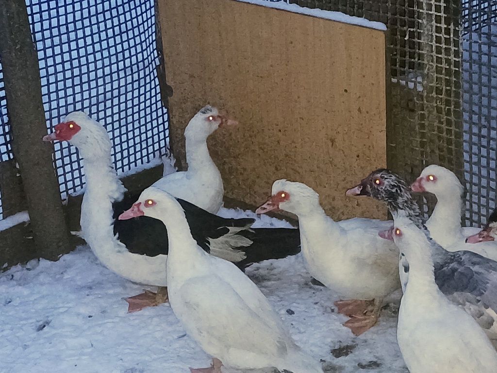 Sprzedam kaczora