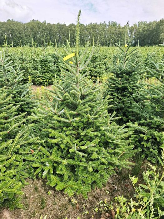 Jodła Frasera w donicy / doniczka 125 - 175 cm- Plantacja TuChoinki.pl