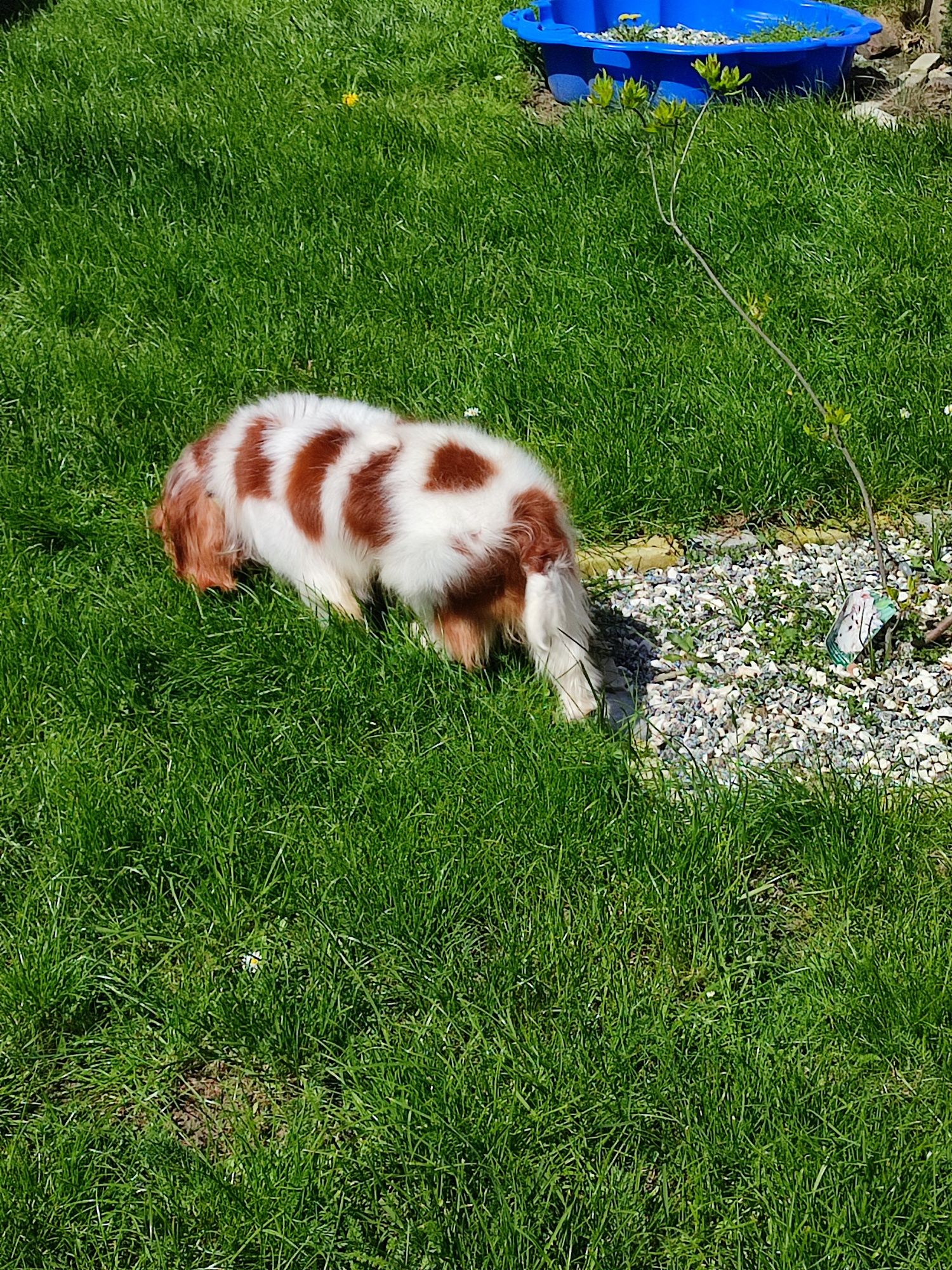 Cavalier King Charles spaniel reproduktor