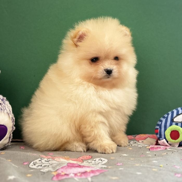 лялькова дівчинка тип ведмедика