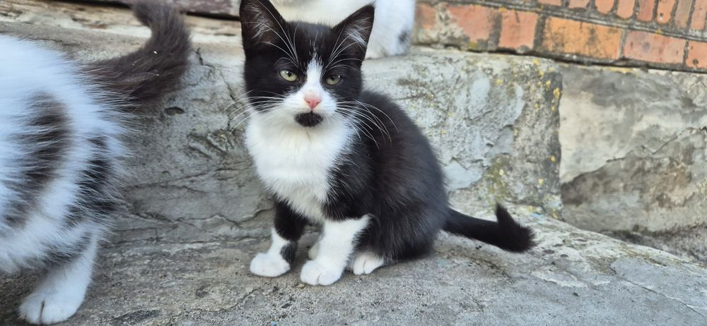 Кошенята дівчинка і хлопчик, безкоштовно, в добрі руки