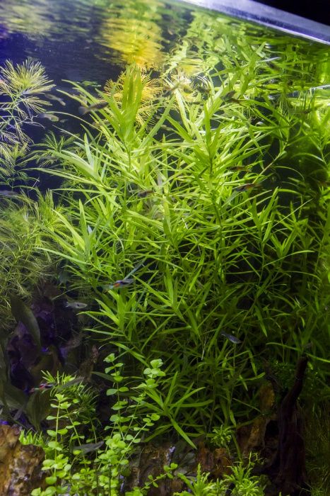 Heteranthera Zosterifolia wysyłka