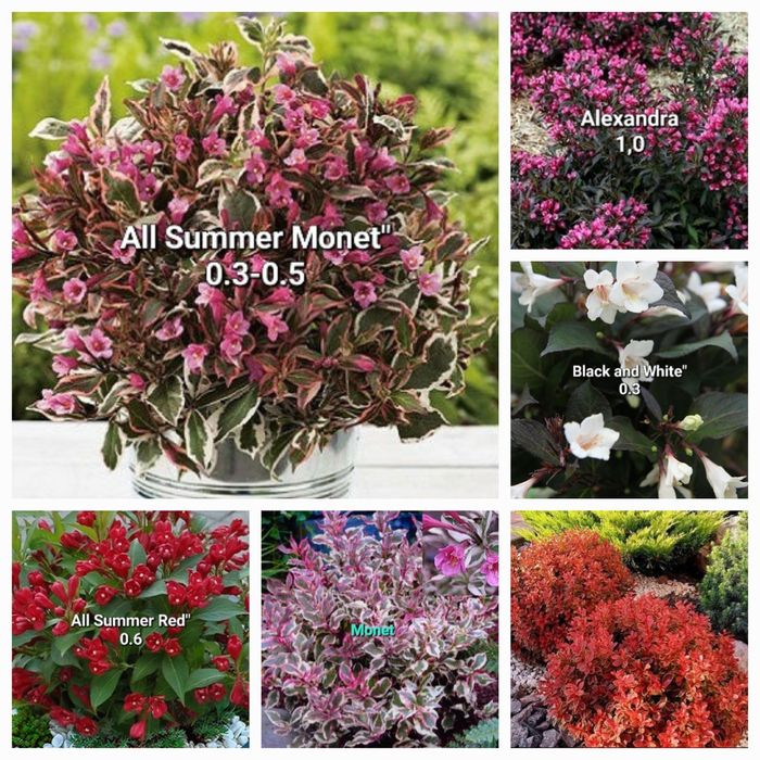 Супер модные сорта Барбариса и вейгелы