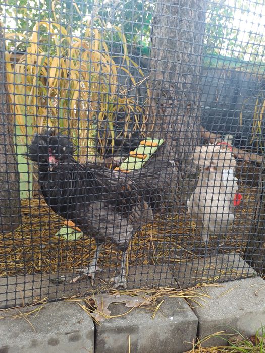 Kogut czubatka polska brodata 5 msc