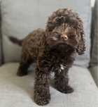 Fergie słodka suczka american cockapoo -cocker amerykański & pudel toy