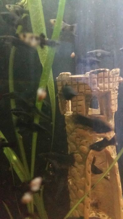 аквариумная рыбка -моллинезия