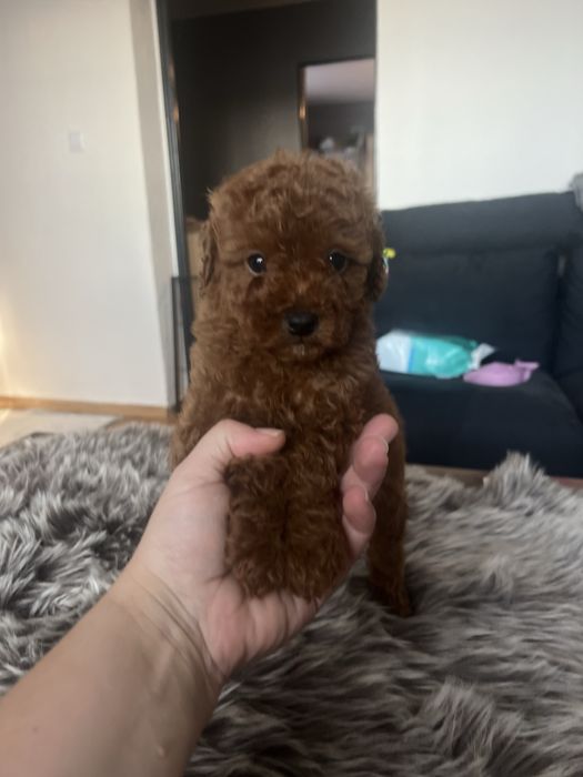 Pudel miniaturowy płowy