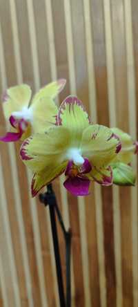 Орхідея, фаленопсис